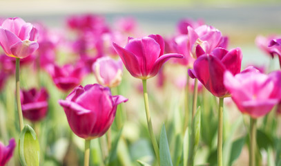 Obraz premium Tulips.