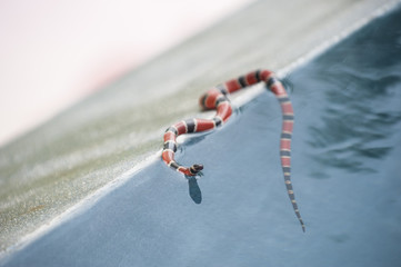 Fototapeta premium Coral Snake