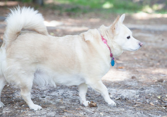 Small White Dog