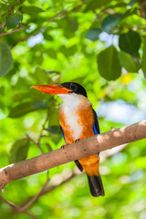 Black-capped Kingfisher (Halcyon pileata) on the branch