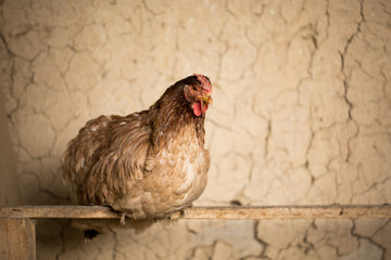hen sits on the board