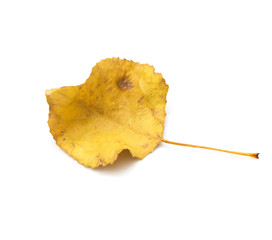 Naklejka premium yellow autumn leaf on a white background