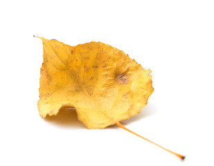 Naklejka premium yellow autumn leaf on a white background