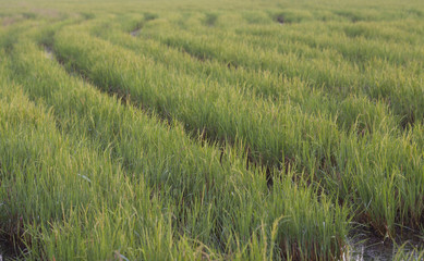 Rice field in Thailand