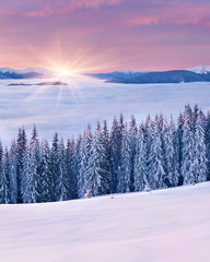 Obraz premium Spectacular sunrise among a sea of fog in the winter Carpathian