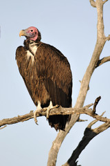 Lappet-faced Vulture