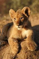 Fototapeta premium Portrait of a lion cub