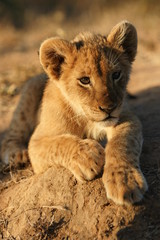 Fototapeta premium Portrait of a lion cub