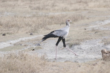 Portrait shot of a secretary bird.