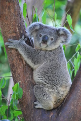 Naklejka premium Miś koala