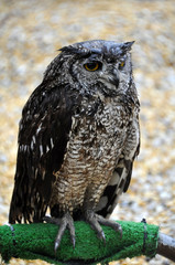 Bussard