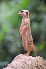 A curious meerkat observing its surrounding.