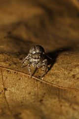 macro spider