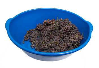 Black grapes in a blue bucket on a white background