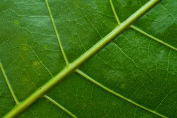 Green leaf texture