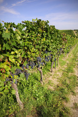 Fototapeta na wymiar Pinot Noir Grapes in Rheinhessen, Germany