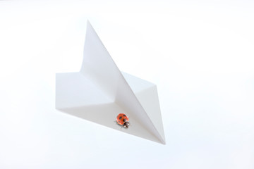 紙飛行機と天道虫