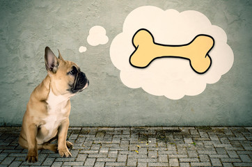 Französische Bulldogge denkt an einen Knochen