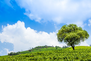Fototapeta na wymiar Tea plantations and trees on the hill