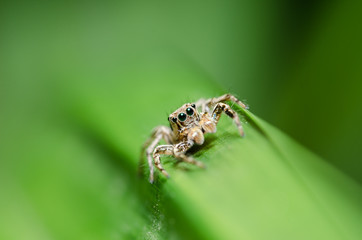 Spider in green nature background