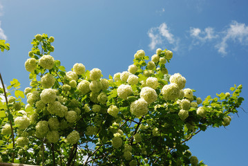  Common snowball Viburnum