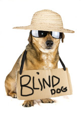 blind dog
