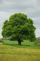 Tree in a field