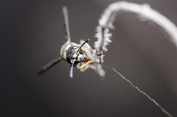 Wasp in the nature