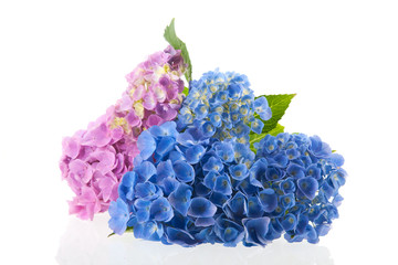 Pink and blue Hydrangea