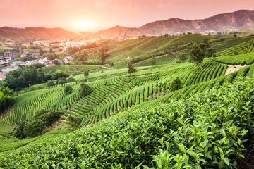  Groene theetuin op de heuvel, China © 06photo