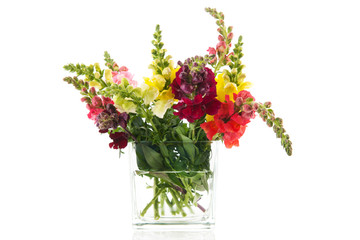 Dragon flowers in glass vase