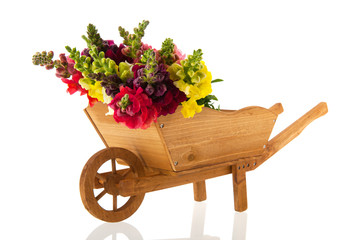 Dragon flowers in wheel barrow