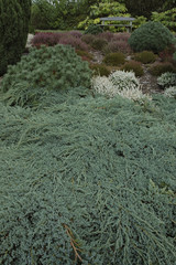 Genévrier écailleux, Juniperus squamata, Jardinde Rospico, 29