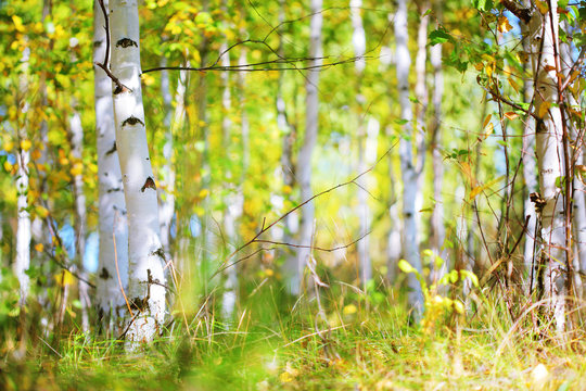 Fototapeta Autumn