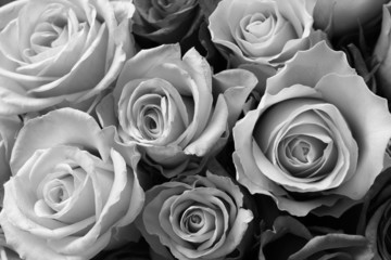 Obraz premium Róże