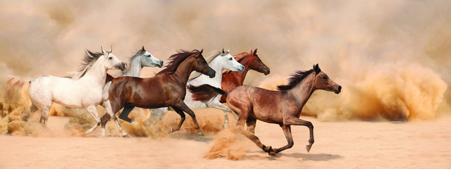 Panele Szklane  Stado koni biegających w burzy piaskowej