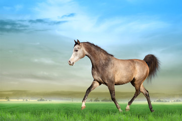 Grey Arabian horse running on a green field