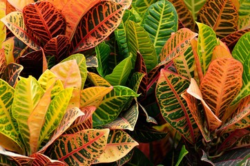 Vibrant colored Croton Plant © itsallgood