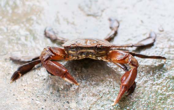 fresh water crab making a stance