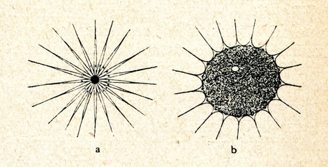 Chromatophore of loligo - shrunken and stretched