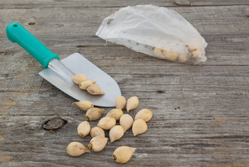 Iridodictyum reticulata bulbs and garden gloves