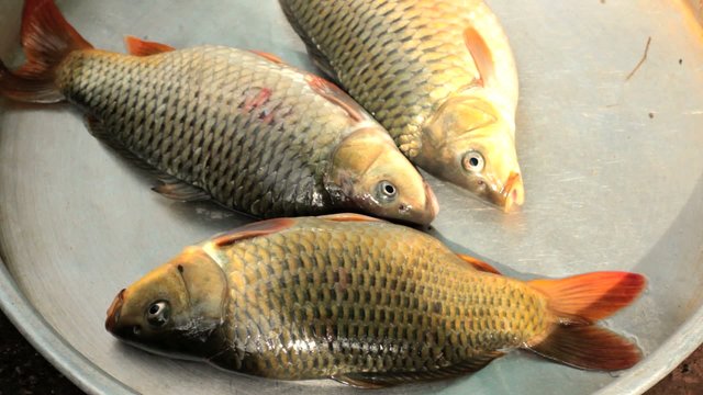 Alive freshwater fish, carps, for sale at market.