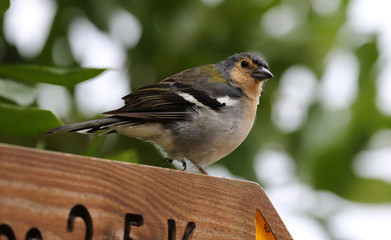 Male of a Madeiran Chaffinch - Fringilla coelebs maderensis