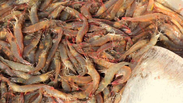 Alive shrimps at fish market.