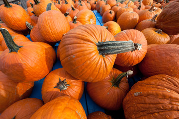 The Harvest of Pumpkins