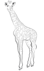Junge Giraffe, Säugetier der Savanne in Afrika, vektor, isoliert