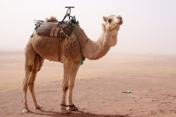 Camel with tied legs and seat standing in sand storm
