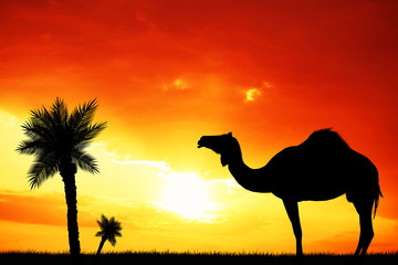 camel in the desert