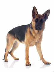 german shepherd