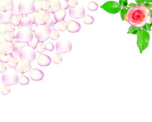 rose and petals